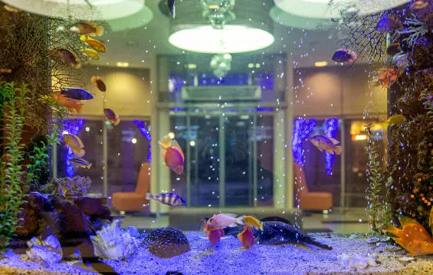 Aquarium at a hotel reception desk