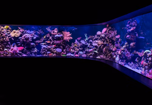 Integrated wall aquarium